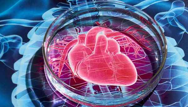 Как восстановить работу сердца после инфаркта: терапия стволовыми клетками| 