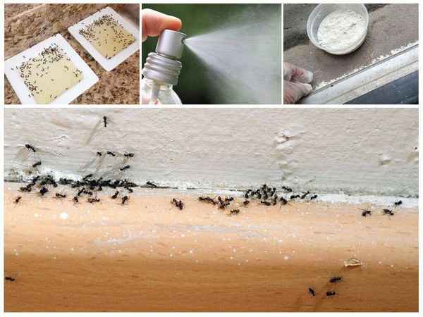 Муравьи в квартире, как избавиться? Средство от муравьев 
