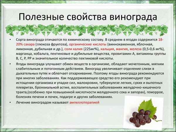 Целебные свойства винограда: применение в диетпитании, рецепты 