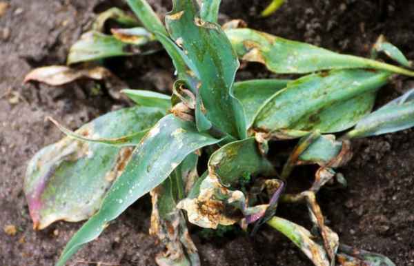 Болезни и вредители растений Как бороться с болезнями тюльпанов 
