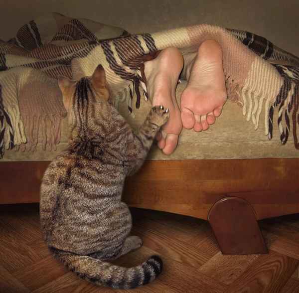 Домашние питомцы: что делать, если кошка мешает спать по ночам?| 