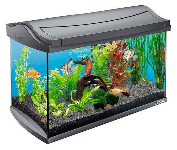 Домашний аквариум для начинающих 