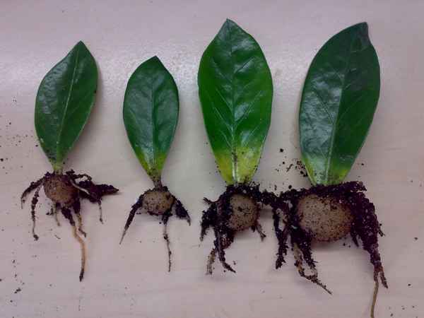 Размножение замиокулькаса (листом и черенками) 