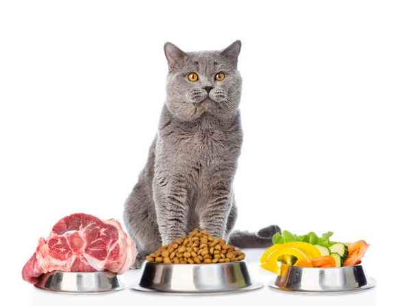 Как и чем кормить кота, кошку? Правильное питание кошек| 