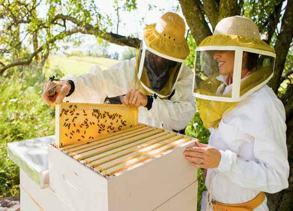 Полезное и вкусное увлечение – пчеловодство 