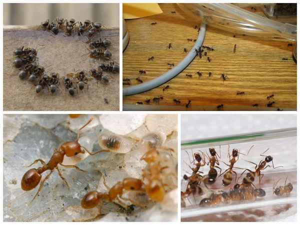 Муравьи в квартире: как бороться с муравьями в доме, как избавиться| 
