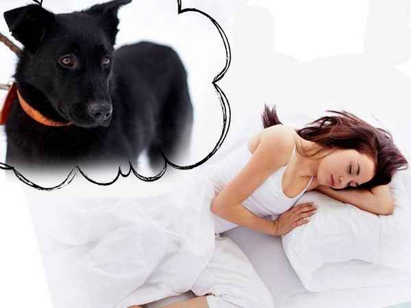 Сонник: к чему снится черная собака, белая, рыжая| 