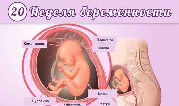 19 неделя беременности: развитие плода, ощущения, шевеления 