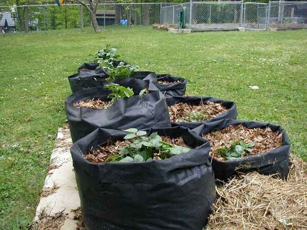 Выращивание картофеля в мешках: посадка, отзывы| 