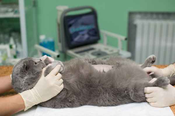 Когда лучше делать стерилизацию кошек?| 