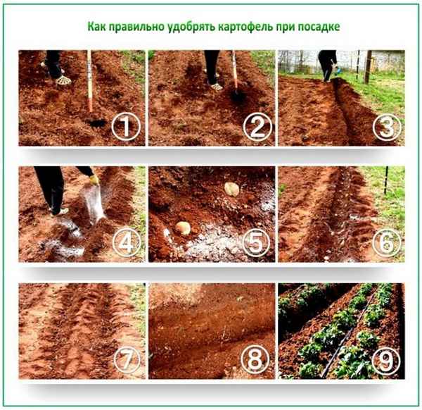 Удобрения для картофеля: при посадке, как удобрить землю 