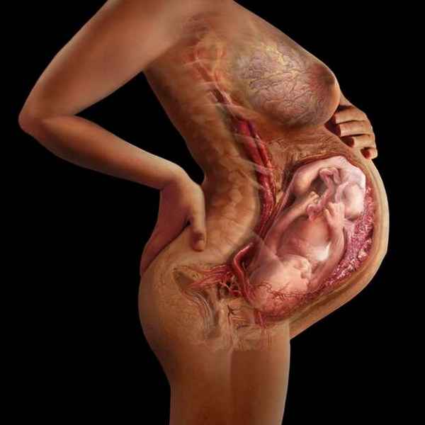 Ощущения при беременности движения внутри организма 