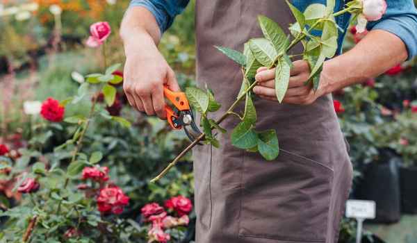 Выращивание роз в саду способы и советы 