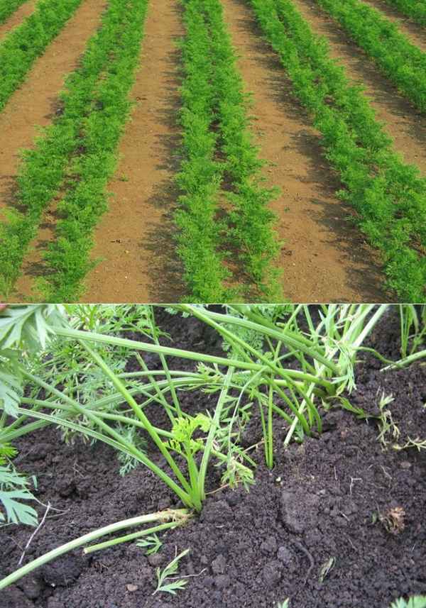 Выращивание моркови, как вырастить хороший урожай из семян (секреты) 