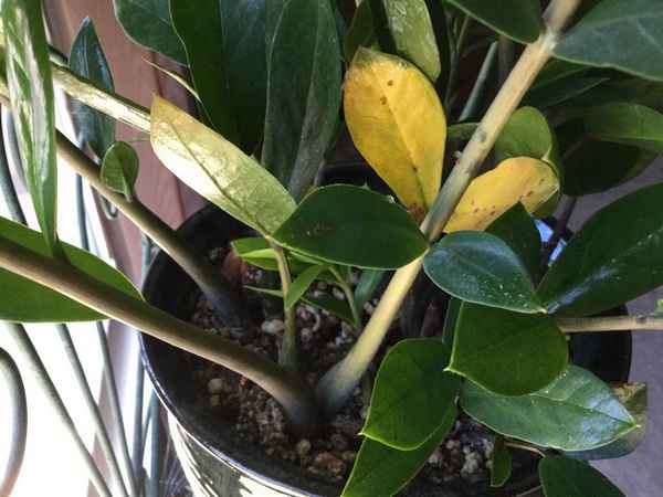 У замиокулькаса желтеют листья: почему и что делать 
