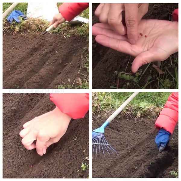Как посадить морковку — рассада, торфяные таблетки, удобрения| 