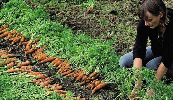 Как вырастить морковь правильное выращивание овощей| 