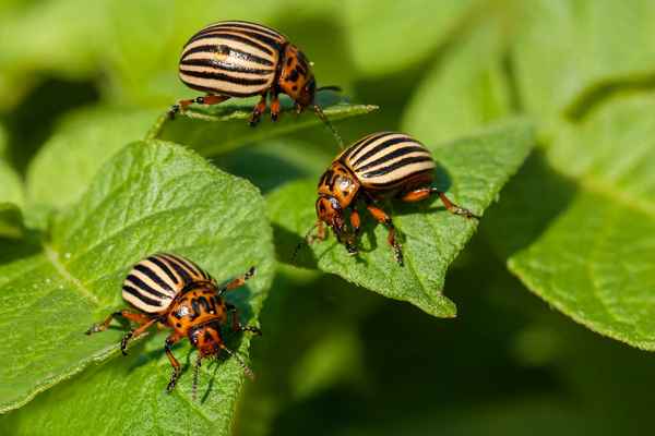 Советы огородникам: как избавиться от колорадского жука 