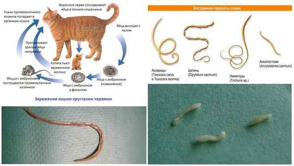 Глисты у кошек: симптомы, признаки, глистогонные таблетки| 