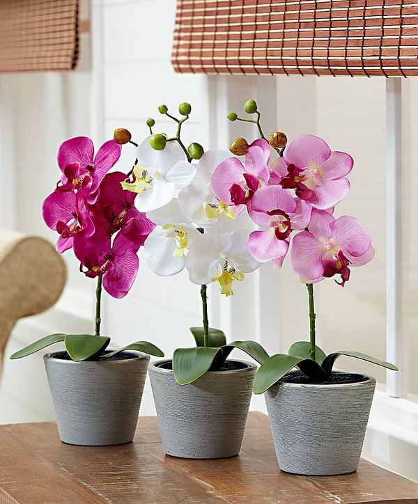 Орхидея: уход в домашних условиях| 