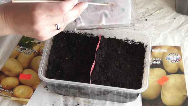Выращивание картофеля из семян: как вырастить, посадка на рассаду| 