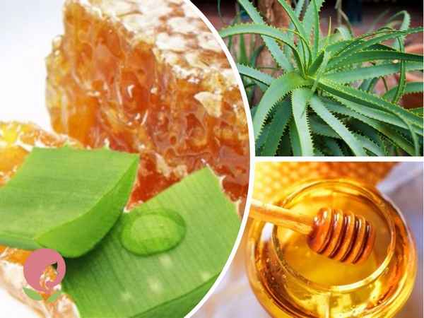 Столетник с медом от кашля и насморка: лечебные свойства, рецепты
