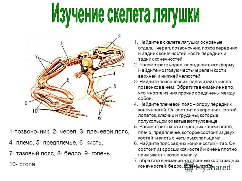 Скелет лягушки позвоночник. Отделы скелета лягушки позвоночник отделы. Скелет лягушки отделы позвоночника. Отделы скелета земноводных лягушки. Скелет амфибий отделы позвоночника.