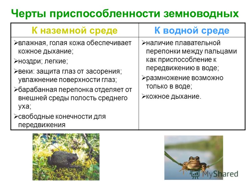 Приспособление лягушки к жизни. Приспособление лягушки к среде обитания таблица. Приспособления земноводных к среде обитания. Приспособления земноводных к среде обитания наземная. Приспособленность земноводных.